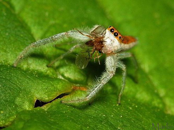 Jumping Spider with wasp prey