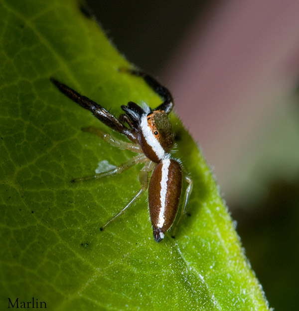 Jumping Spider - Hentzia palmarum