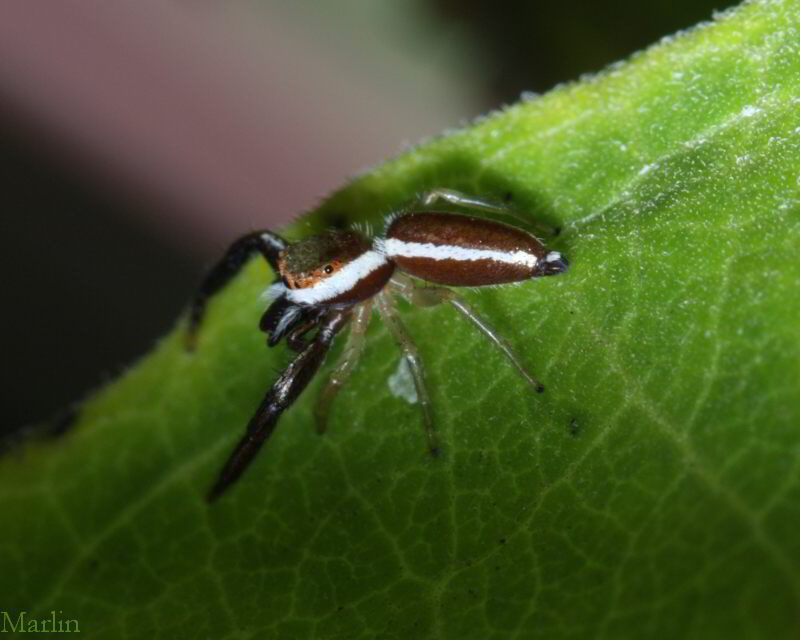 Jumping Spider - Hentzia palmarum