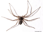 Running Crab Spider