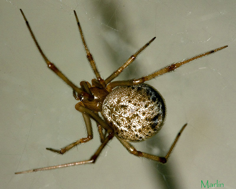 House spiders are very common outdoors under the eaves of buildings ...