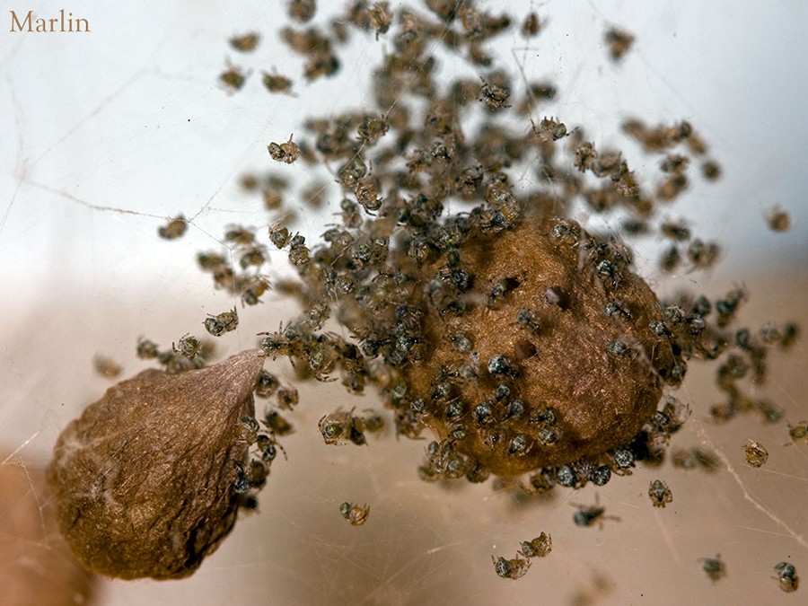 House spider Hatchlings