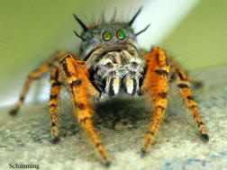 image: jumping spider