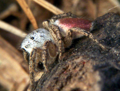 image: Jumping Spider