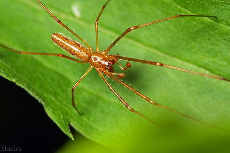 Long-jawed Orbweaver Spider
