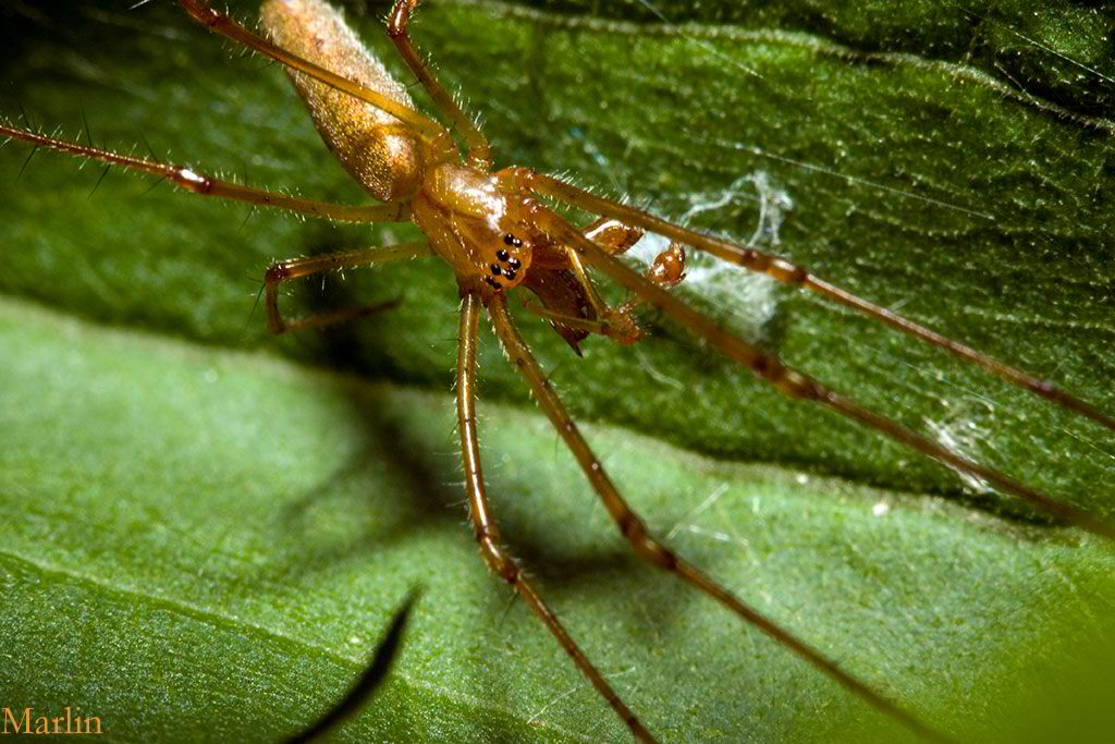 Long-jawed Orbweaver Spider