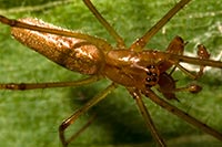 Long-Jawed Orb Weaver