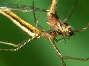 Longjawed Orbweaver