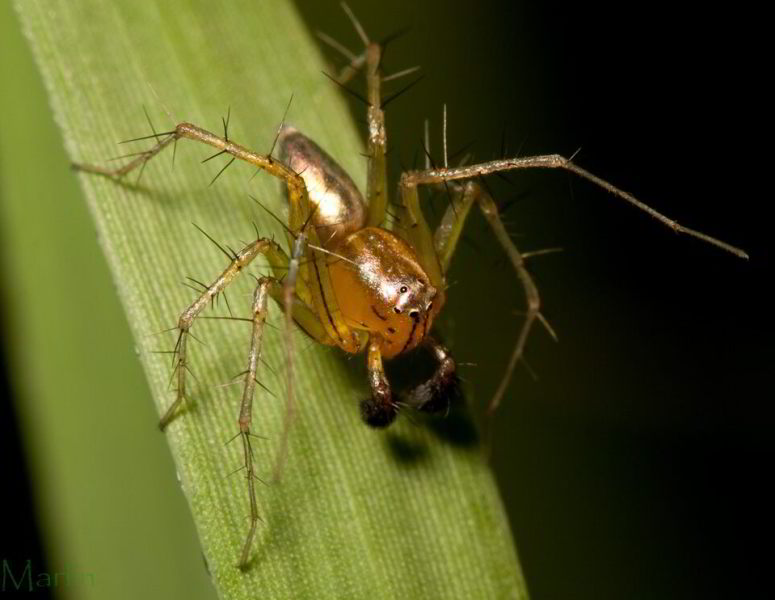 Lynx Spider