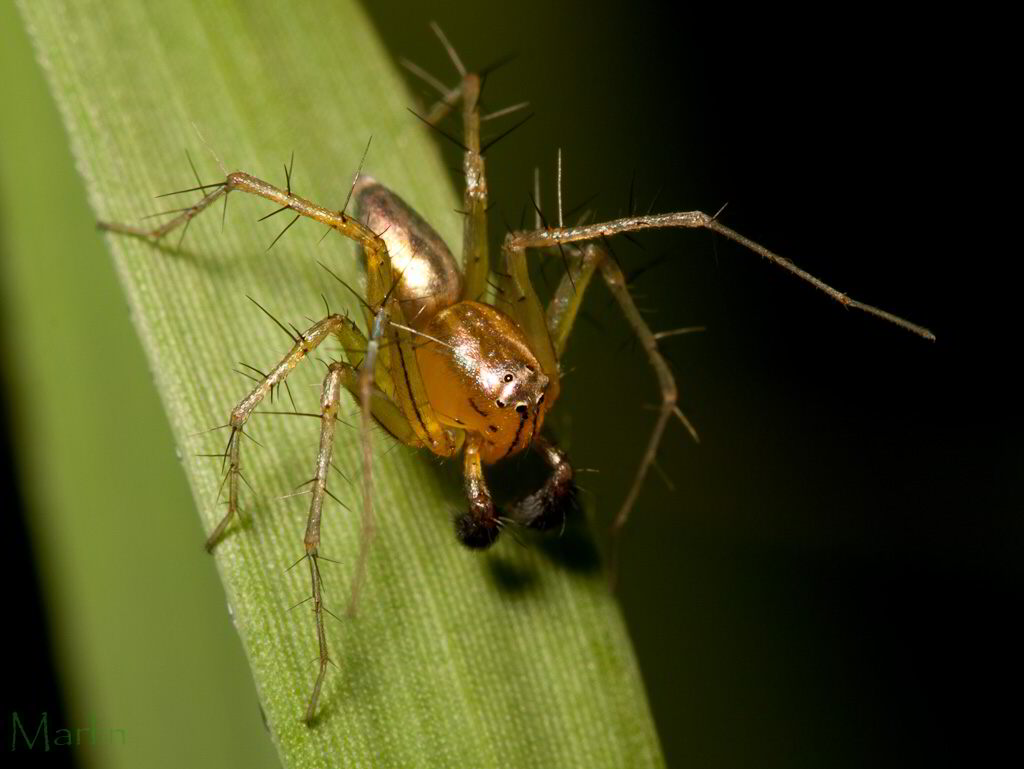 Lynx Spider