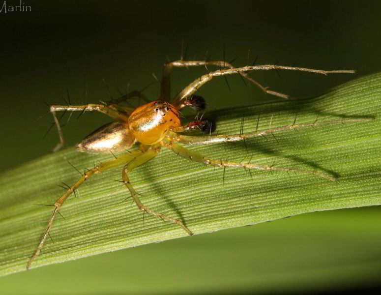 Male Lynx Spider
