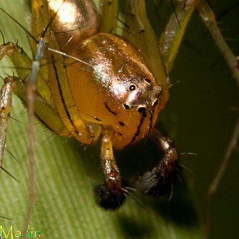 Lynx Spiders have a very distinct eye arrangement