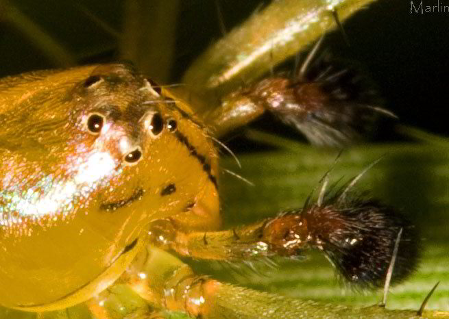 Lynx Spider Eye Arrangement