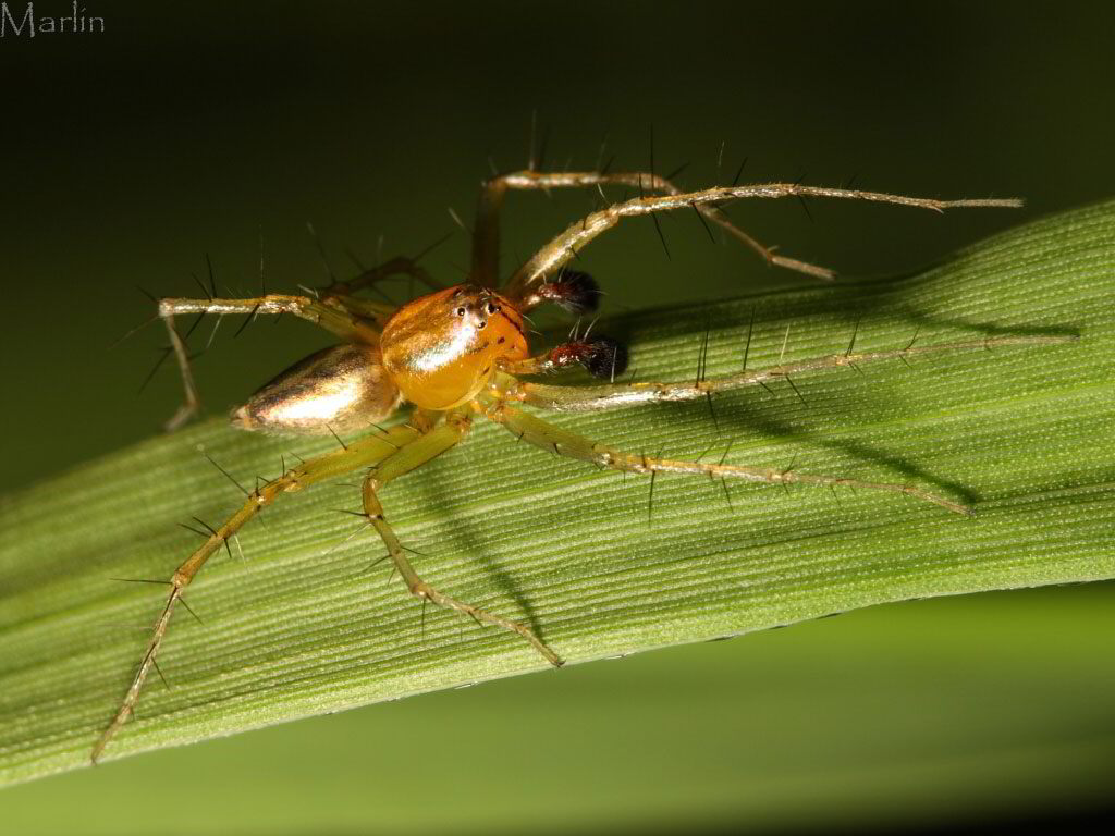 Male Lynx Spider