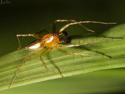Lynx Spiders