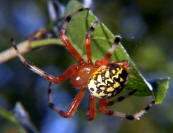 Spider