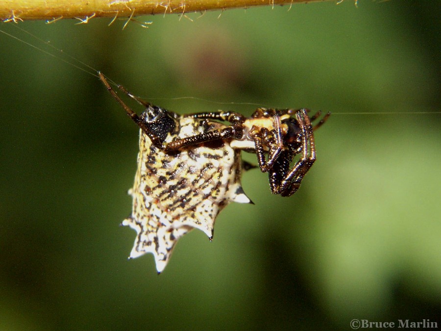 macro photograph Spined Micrathena spider