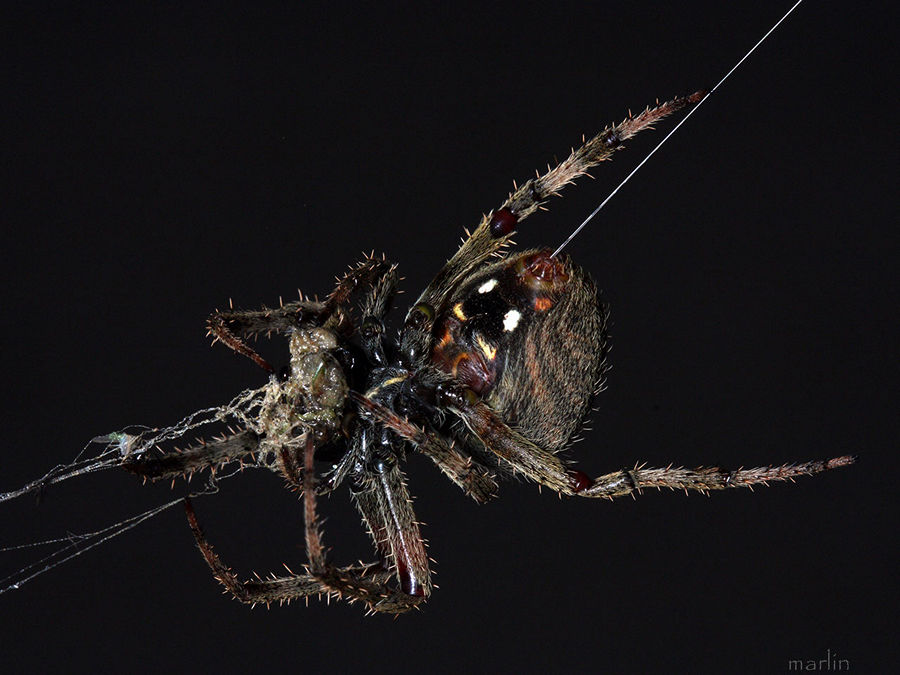 Orb Weaver Spider - Neoscona arabesca