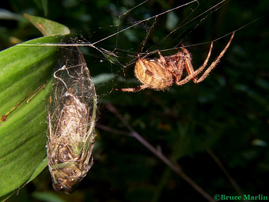 Neoscona crucifera with cicada prey