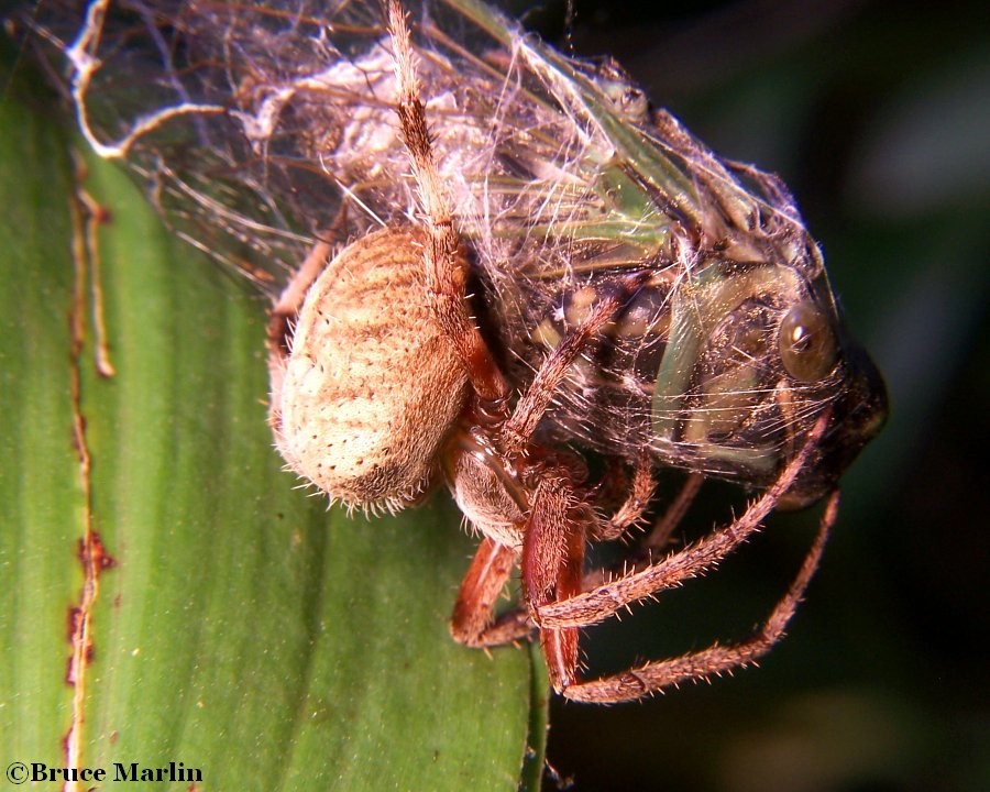 Neoscona crucifera with cicada prey