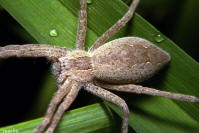 Nursery Web Spider