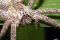 Nursery Web Spider