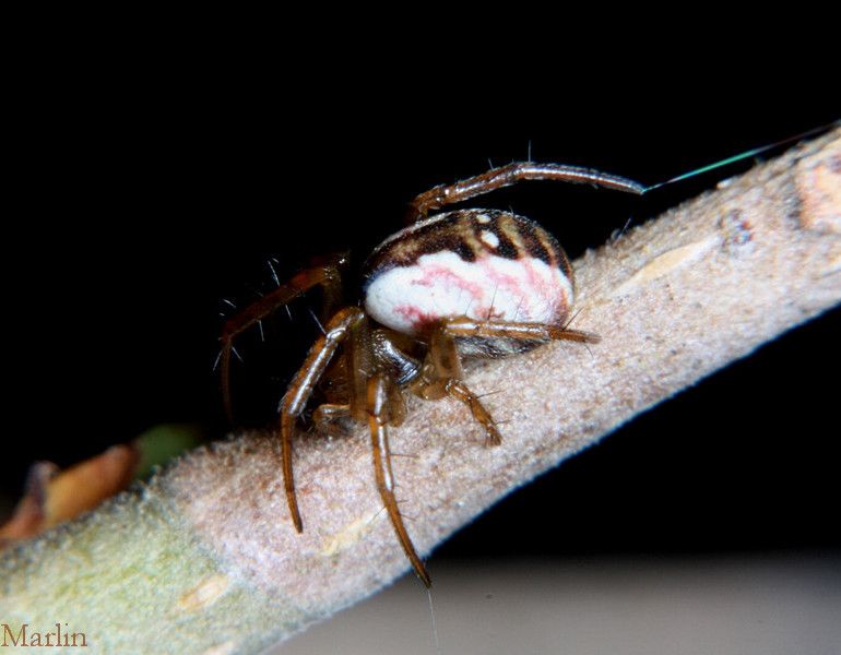 Orb Weaver Spider - Mangora placida