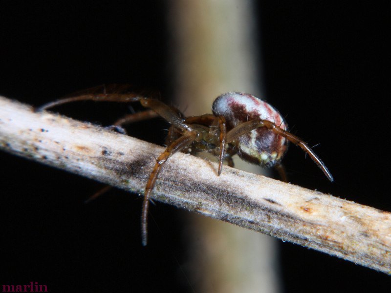 Orb Weaver Spider - Mangora placida
