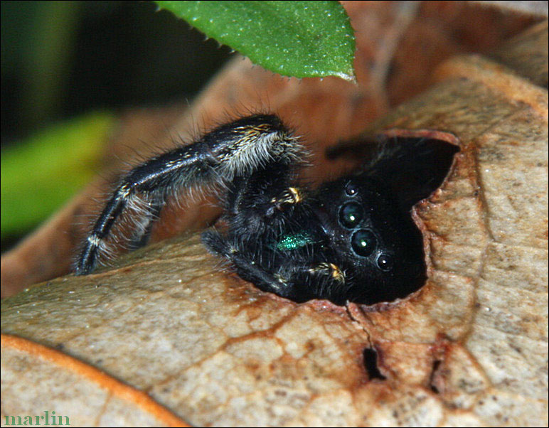 Phidippus johnsoni
