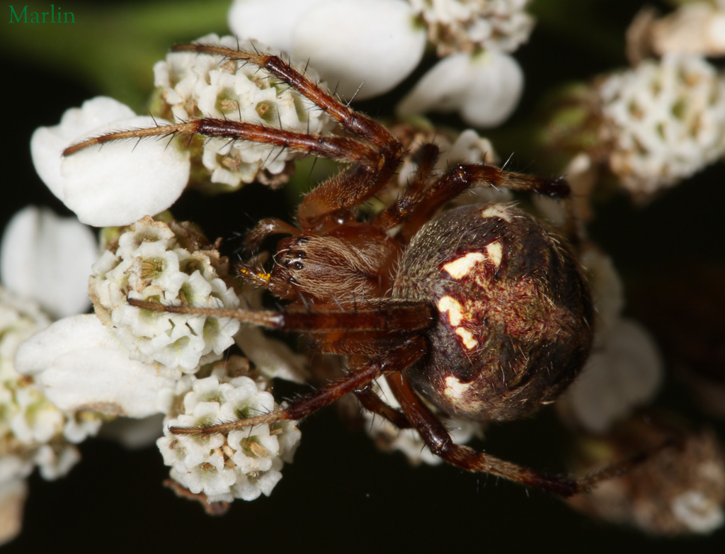 Orb Weaver Spider