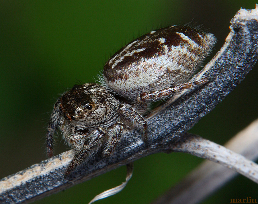 Jumping Spider - Phanias species