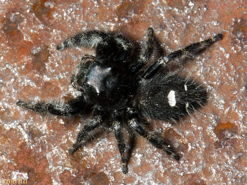 Daring Jumping Spider - Phidippus audax