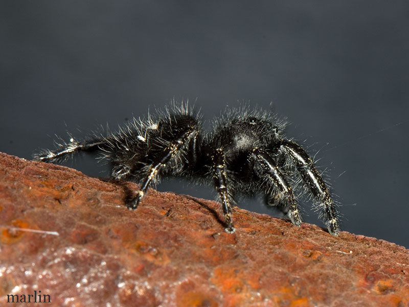 Daring Jumping Spider - Phidippus audax