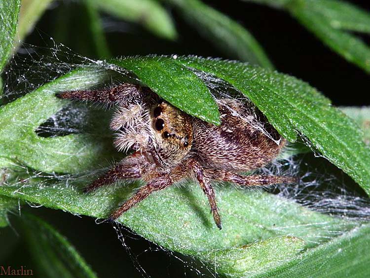 Jumping Spider in retreat web