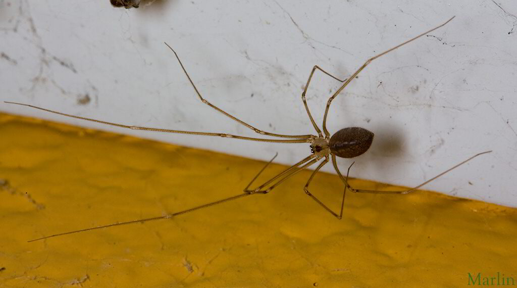 Longbodied Cellar Spider  - Pholcus phalangioides