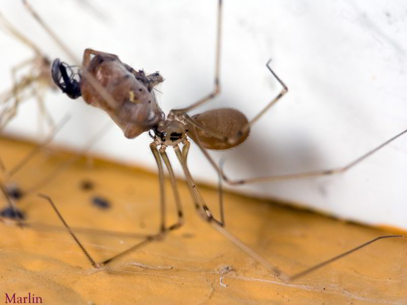 Longbodied Cellar Spider  - Pholcus phalangioides