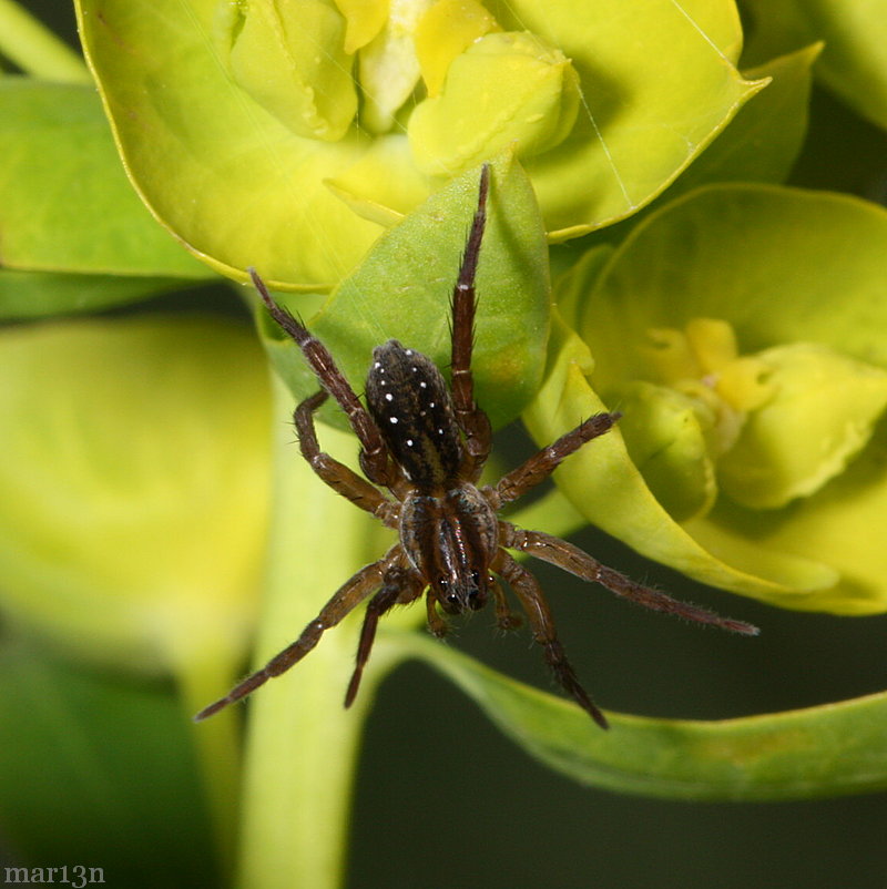 pirate wolf spider dorsal
