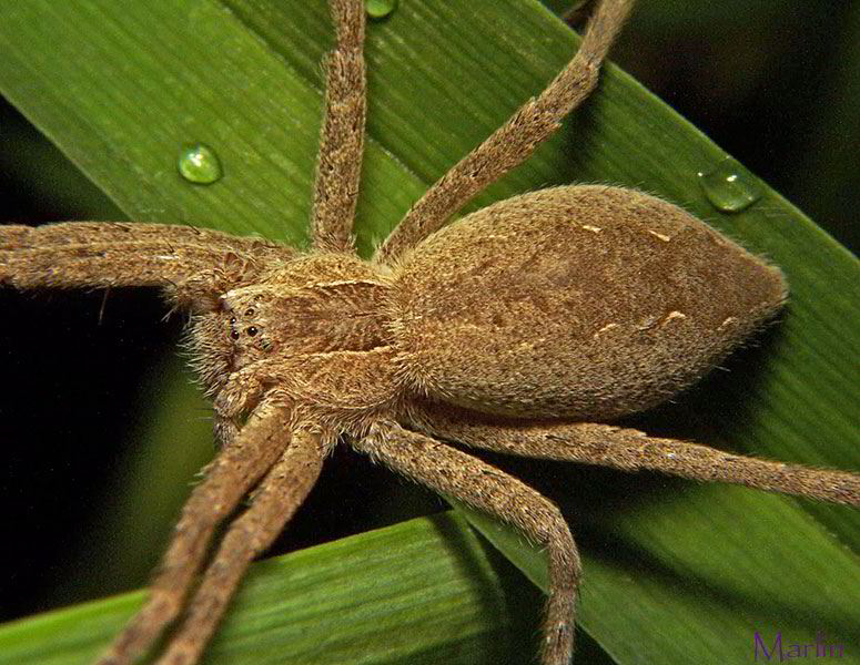 Pisaurina mira