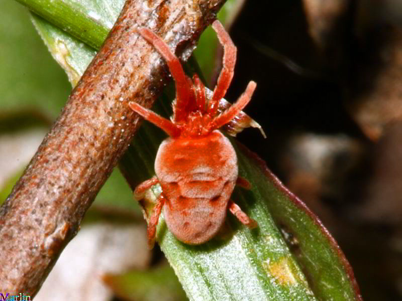 Red Velvet Mite - Trombidium sp.