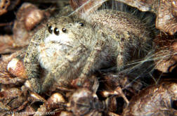 image: jumping spider