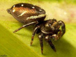 image: jumping spider