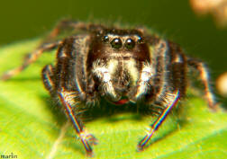 image: jumping spider