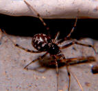Cobweb Spider