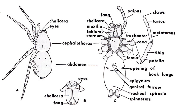 External Spider Anatomy