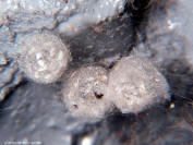 spider eggs