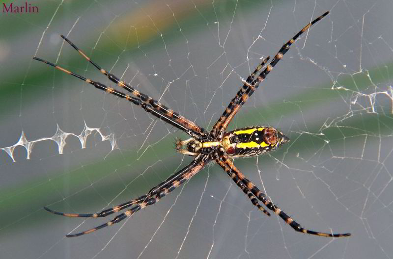Writing Spider