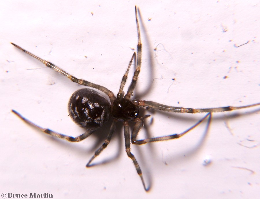 Cobweb Spider - Steatoda triangulosa