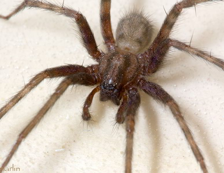 Barn Funnel Weaver Spider