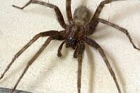 Barn Funnel Weaver Spider - Tegenaria domestica