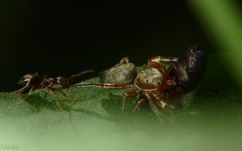 Planned Parenthood: Ants interfere with mating spiders.